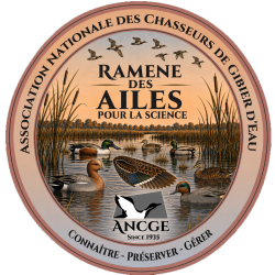 AILES
