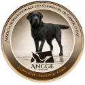 CHIEN LABRADOR